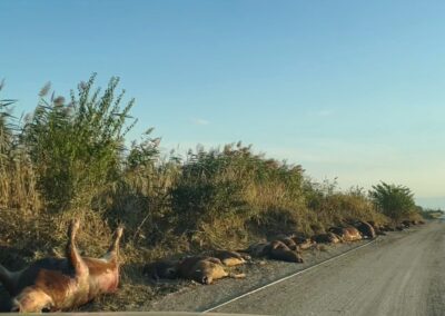 Dead livestock lying beside a rural road.
